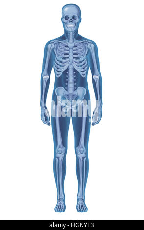 SKELETON, ILLUSTRATION Stock Photo