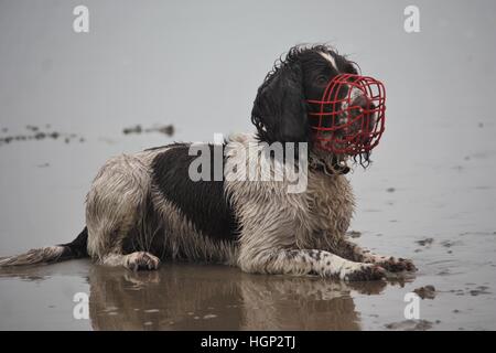 working type english springer spaniel wearing a red muzzle on a  beach Stock Photo