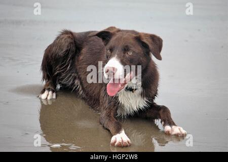 smooth coat border collie