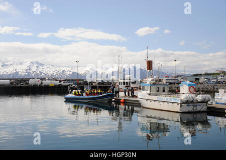 Whale watching starting tour at the port of Husavik, Iceland Stock Photo