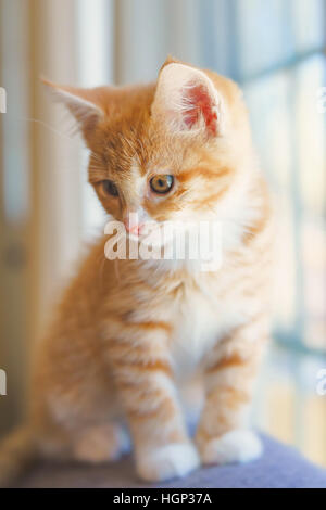 Cute orange kitten photographed with a specialty lens to get a soft dreamy effect. Stock Photo