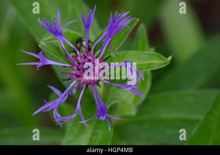 Bright purple pink and black spiky thin flower spread out with bud and green leaves in background off-center Stock Photo