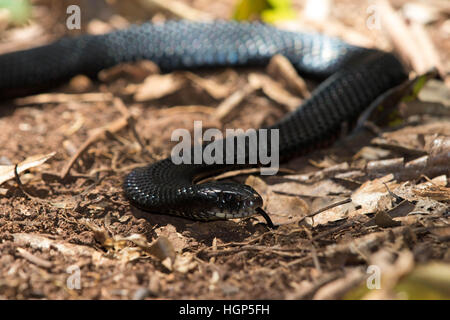 Red-bellied Black Snake (Pseudechis porphyriacus) tasting the air Stock Photo