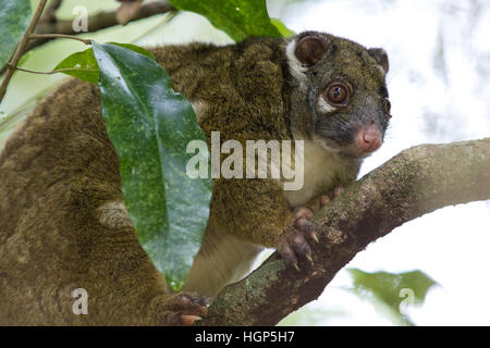 Green Ringtail Possum (Pseudochirops archeri) Stock Photo