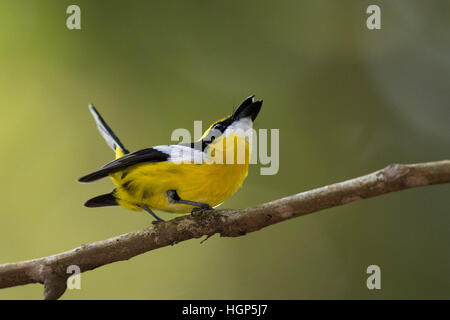 singing Yellow-breasted Boatbill (Machaerirhynchus flaviventer) Stock Photo
