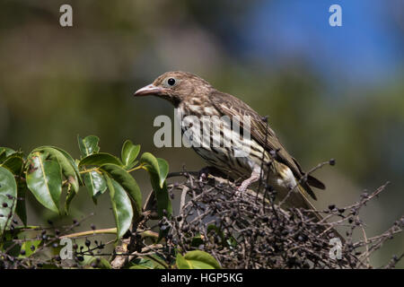 female Australasian Figbird (Sphecotheres vieilloti) Stock Photo