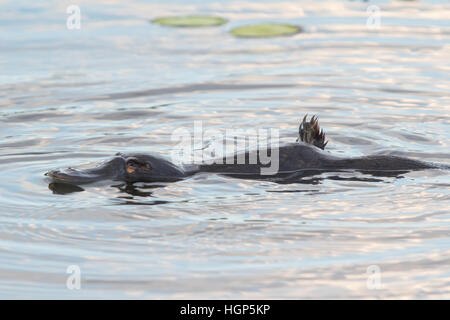 Duck-billed Platypus (Ornithorhynchus anatinus) swimming in a lilypond Stock Photo