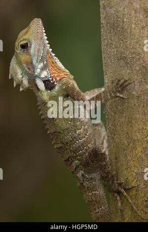 Boyd's Forest Dragon (Hypsilurus boydii) Stock Photo