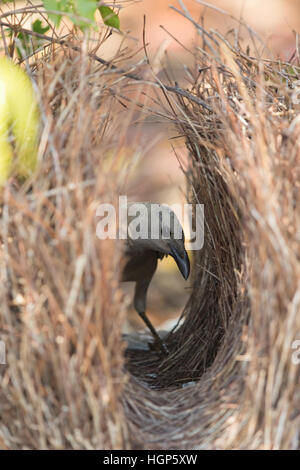 male Great Bowerbird (Chlamydera nuchalis) tending to his bower Stock Photo