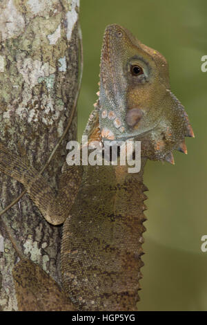 Boyd's Forest Dragon (Hypsilurus boydii) Stock Photo