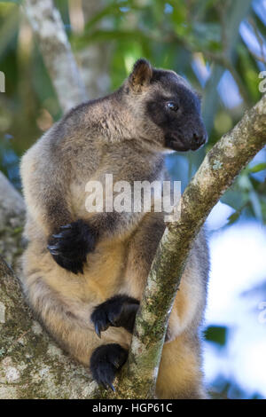immature Lumholtz's Tree Kangaroo (Dendrolagus lumholtzi) Stock Photo