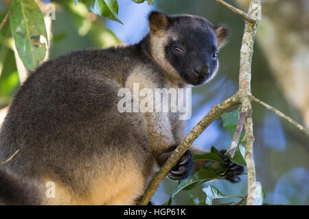 immature Lumholtz's Tree Kangaroo (Dendrolagus lumholtzi) Stock Photo