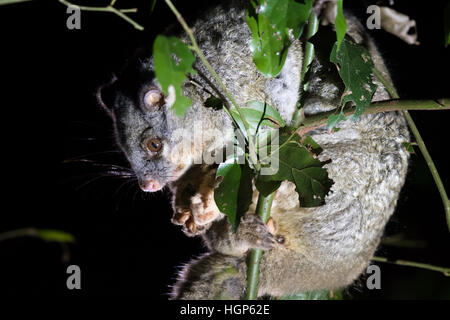 Green Ringtail Possum (Pseudochirops archeri) Stock Photo