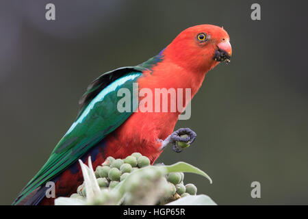 male Australian King Parrot (Alisterus scapularis) eating the fruit of a tobacco plant Stock Photo