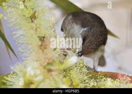 Brown-backed Honeyeater (Ramsayornis modestus) feeding on a flowering Eucalyptus tree Stock Photo