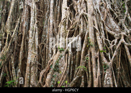 Cathedral Fig Tree (Ficus virens), Atherton Tablelands, Queensland, Australia Stock Photo