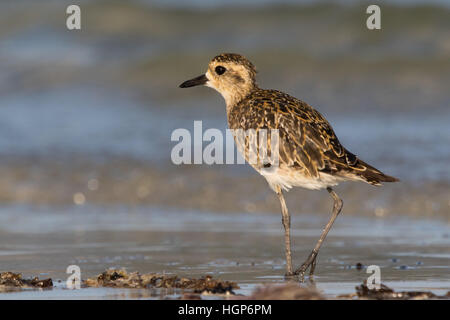 Pacific Golden Plover  (Pluvialis fulva) in non-breeding plumage Stock Photo