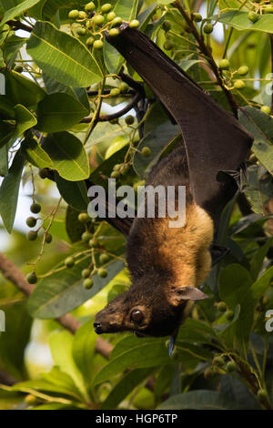 Spectacled Flying-fox (Pteropus conspicillatus) eating fruit during daylight Stock Photo