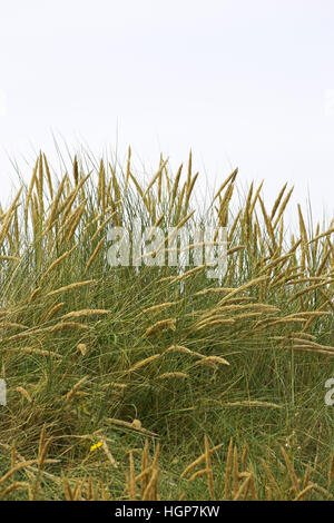 Marram grass Ammophila arenaria growing on sand dunes Brittany France Stock Photo