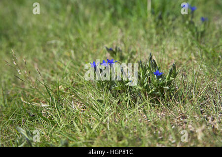 Alpine gentian Gentiana nivalis Iceland July 2009 Stock Photo