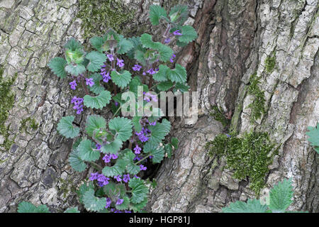 Ground ivy Glechoma hederacea Sussex England Stock Photo