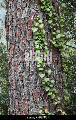 Ivy Hedera helix growing on the trunk of Maritime pine Pinus pinaster Corsica France Stock Photo