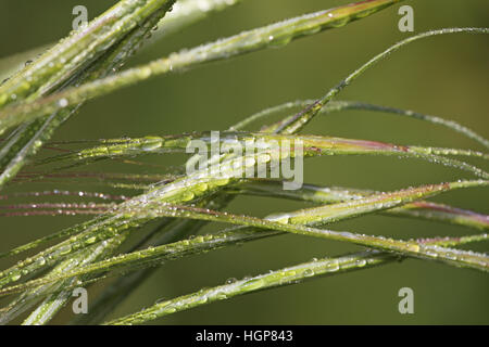 Rain on blades of grass Corsica France Stock Photo