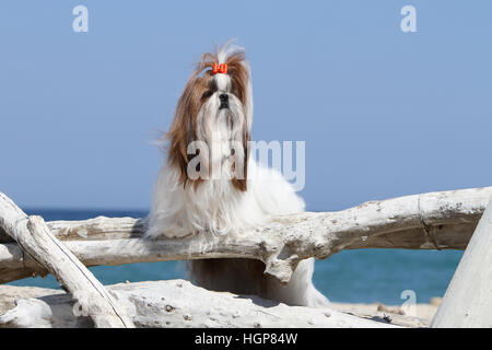 Shih Tzu Dog adult adults to the beach standing face Stock Photo