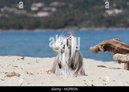 Shih Tzu Dog adult adults standing Grey face In the dunes Stock Photo