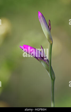 Wild gladiolus Gladiolus illyricus New Forest National Park Hampshire England Stock Photo