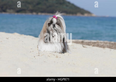 Shih Tzu Dog adult adults standing Grey face In the dunes Stock Photo