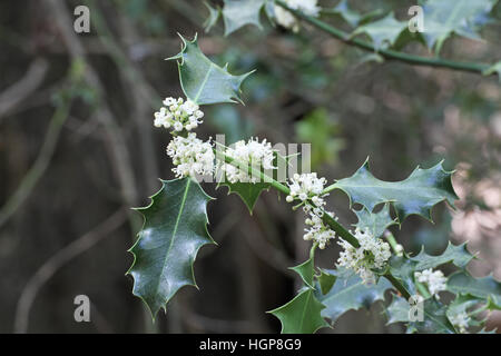 Holly Ilex aquifolium flowers Shave Green Inclosure New Forest National Park Hampshire England UK Stock Photo