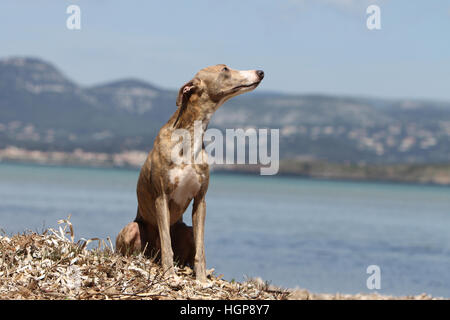 Dog Whippet (English Greyhound Miniature) adult sitting on the beach Stock Photo