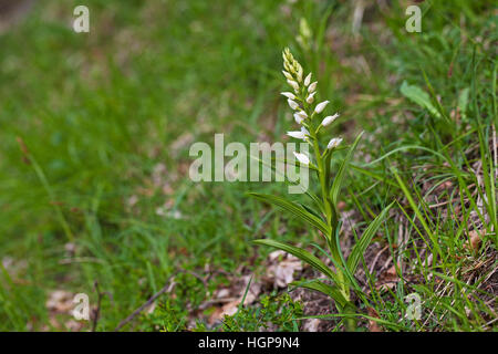 Narrow-leaved helleborine Cephalanthera longifolia Vercors Regional Natural Park France Stock Photo