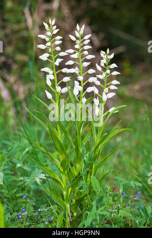 Narrow-leaved helleborine Cephalanthera longifolia Vercors Regional Natural Park France Stock Photo