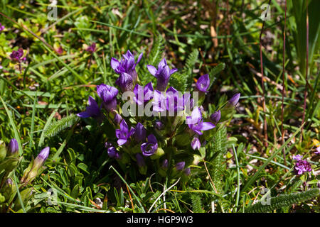 Field gentian Gentianella campestris Hauts Plateaux Reserve Vercors Regional Natural Park France Stock Photo