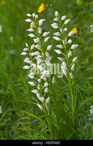 Narrow-leaved helleborine Cephalanthera longifolia near St Agnan-en-Vercors Vercors Regional Natural Park Vercors France Stock Photo