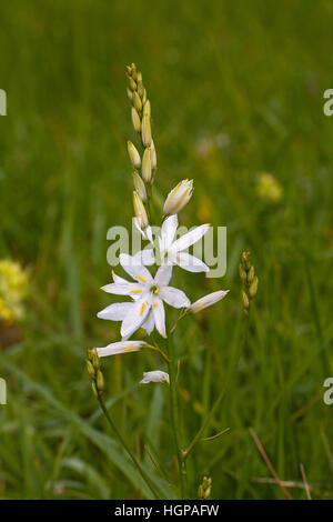 St Bernard's lily Anthericum liliago Ossoue Valley Pyrenees National Park France Stock Photo