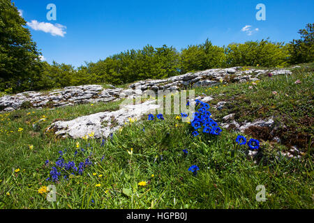 Trumpet gentian Gentiana acaulis growing in alpine meadow Montagne de Beurre near Col de Beurre Vercors Regional Natural Park Vercors France May 2015 Stock Photo