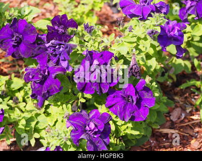 Double Petunia in full bloom Stock Photo