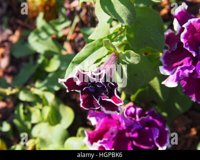 Double Petunia in full bloom Stock Photo