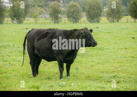 Large black cow standing in profile on grassy pasture with trees in rural Swan Valley, Western Australia. Stock Photo