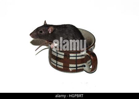 A rat in a mug Stock Photo