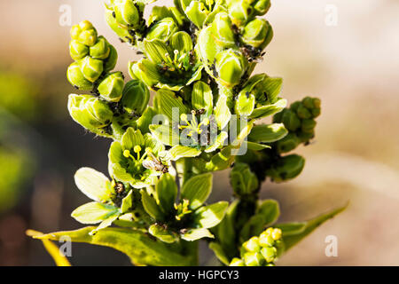 White false helleborine Veratrum album beside Lac des Gloriettes Pyrenees National Park France July 2015 Stock Photo