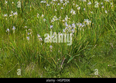 Rocky mountain iris Iris missouriensis Lamar Valley Yellowstone National Park Wyoming June 2015 Stock Photo