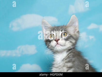 Portrait of a eight week old gray and white fluffy tabby kitten looking to viewers left, blue sky background with clouds. Copy space Stock Photo