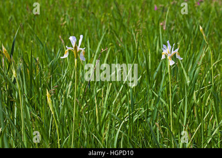 Rocky mountain iris Iris missouriensis Lamar Valley Yellowstone National Park Wyoming June 2015 Stock Photo