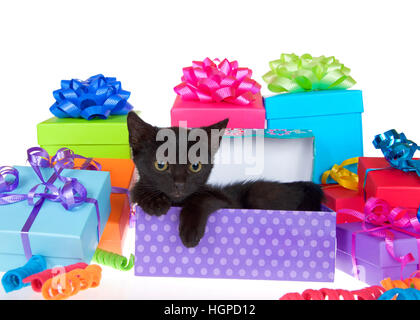 Black kitten with yellow eyes laying in purple polka dot birthday present box, ribbons and bows on presents around them isolated on a white background Stock Photo