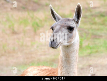 portrait of a llama with brown and some green grass in background Stock Photo