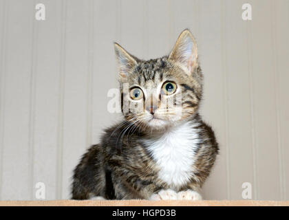 gray and black striped tabby kitten with white chest and paws crouched down looking to viewers left, curious, surprised look in eyes. Stock Photo